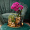 Gift set Hotel Chic | Plantenset met paarse Phalaenopsis Orchidee en Succulenten incl. keramieken sierpotten -