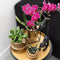 Gift set Hotel Chic | Plantenset met paarse Phalaenopsis Orchidee en Succulenten incl. keramieken sierpotten -
