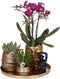 Gift set Hotel Chic | Plantenset met paarse Phalaenopsis Orchidee en Succulenten incl. keramieken sierpotten -