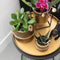 Gift set Hotel Chic | Plantenset met paarse Phalaenopsis Orchidee en Succulenten incl. keramieken sierpotten -