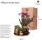 Gift set Hotel Chic | Plantenset met paarse Phalaenopsis Orchidee en Succulenten incl. keramieken sierpotten -