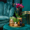 Gift set Hotel Chic | Plantenset met paarse Phalaenopsis Orchidee en Succulenten incl. keramieken sierpotten -
