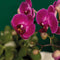 Gift set Hotel Chic | Plantenset met paarse Phalaenopsis Orchidee en Succulenten incl. keramieken sierpotten -