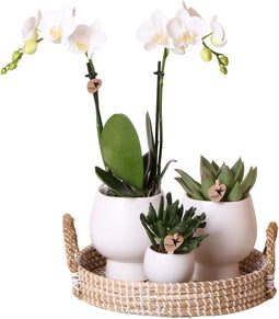 Gift set Scandic white | Plantenset met witte Phalaenopsis Orchidee en Succulenten incl. keramieken sierpotten -