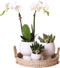 Gift set Scandic white | Plantenset met witte Phalaenopsis Orchidee en Succulenten incl. keramieken sierpotten -