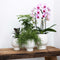 Gift set Scandic white | Plantenset met witte Phalaenopsis Orchidee en Succulenten incl. keramieken sierpotten -