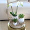 Gift set Scandic white | Plantenset met witte Phalaenopsis Orchidee en Succulenten incl. keramieken sierpotten -