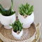 Gift set Scandic white | Plantenset met witte Phalaenopsis Orchidee en Succulenten incl. keramieken sierpotten -