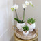 Gift set Scandic white | Plantenset met witte Phalaenopsis Orchidee en Succulenten incl. keramieken sierpotten -