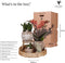 Gift set Untamed Nature | Plantenset met rode Phalaenopsis Orchidee en Succulenten incl. keramieken sierpotten