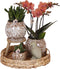 Gift set Untamed Nature | Plantenset met rode Phalaenopsis Orchidee en Succulenten incl. keramieken sierpotten