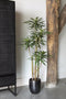 PTMD Tree Green Dieffenbachia Kunstplant - 87 x 36 x 122 cm - Plastic pot - Groen