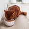 Gimcat Kattenmelk Pouch Hersluitbaar 200 ML