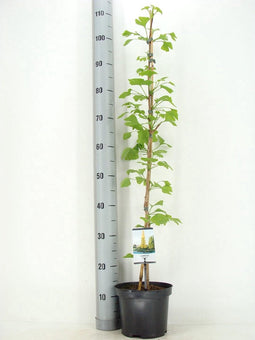 Ginkgo biloba