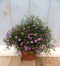 Gipskruid roze