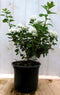 Japanse spierstruik wit 40 cm
