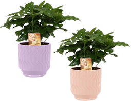 Duo Coffea Arabica in Jane keramiek (Purple en Orange) - Set van 2 - Kwekerij J. de Groot - Groene plant- Hoogte 25 cm