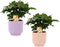Duo Coffea Arabica in Jane keramiek (Purple en Orange) - Set van 2 - Kwekerij J. de Groot - Groene plant- Hoogte 25 cm
