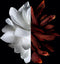 Givenchy L'Interdit Rouge Eau de Parfum 80 ml - Damesparfum