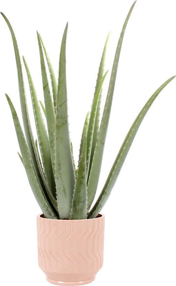 Aloe Vera in Jane keramiek (Orange) ↨ 35cm - hoge kwaliteit planten