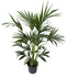 Kentia Palm – ↨ 110cm – ⌀ 21cm