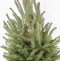 Kerstboom Picea glauca Super Green ↨ 120cm - hoge kwaliteit planten
