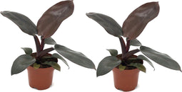 Plant in a Box - Philodendron Black Cardinal - Set van 2 - Sterke kamerplant - Donkere bladeren - Pot 12cm - Hoogte 20-30cm