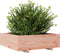 vidaXL - Plantenbak - 80x80x26,5 - cm - massief - douglashout