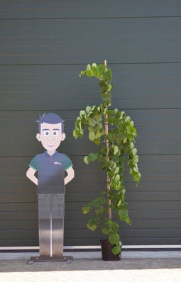 2 stuks! Judasboom Lavender Twist Cercis canadensis Lavender Twist...