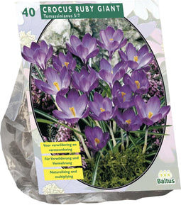 Crocus Tomassinianus Ruby Giant per 40