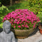 Rhodoxis 'Fairytale' - Rapsterretje, Sterretjesgras - Pot Ø 17 cm (2 liter)