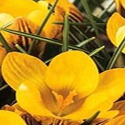 5 stuks - JUB - Crocus Fuscotinctus 15 bollen