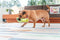 Animal Boulevard Speelgoed Voor Dieren - Hond - Rd Durables Krokodil Groen- 27,5cm