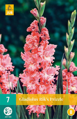 Gladiolus rik's frizzle - 7st - Bloembollen - JUB Holland