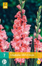Gladiolus rik's frizzle - 7st - Bloembollen - JUB Holland