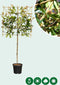 Glansmispel leiboom 100 cm | Photinia fraseri 'Red Robin' 3-6 cm 100 cm| Bomenbezorgd.nl