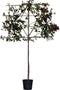 Glansmispel leiboom 120 cm | Photinia fraseri 'Red Robin' 3-6 cm 120 cm| Bomenbezorgd.nl