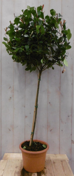 Glansmispel Photinia Red Robin rood stamhoogte 50 cm en hoogte 100 cm