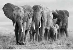 Glasschilderij Zwart-wit - Olifant - Glasschilderij Dieren - 80x120cm - Schilderij Woonkamer