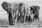 Glasschilderij Zwart-wit - Olifant - Glasschilderij Dieren - 80x120cm - Schilderij Woonkamer