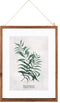 Glazen Frame Met Botanische Illustratie Burret - Poster Plant - Print Tekening met Lijst - 38x48 cm