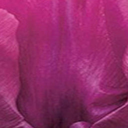 JUB - Tulipa Purple Prince