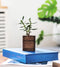 Oakywood Cubic Plant Pot - Massief Walnoot - Luxe Houten Kleine Plantenpot Bureauaccessoire