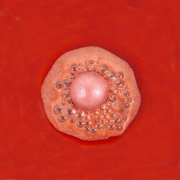 Gluhwein bruisballen (set van 10)