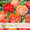 Plant in a Box - Tulipa Gudoshnik Double - Bloembollen x30 - Tulpen - Oranje - Dubbele bloemen