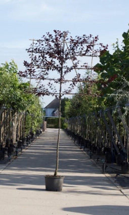 Sierpruim als leiboom Prunus cerasifera Nigra h 340 cm st. omtrek 1...