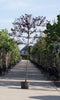 Sierpruim als leiboom Prunus cerasifera Nigra h 340 cm st. omtrek 1...