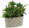Decoratieve plant S3601499 Grijs Groen (16 x 28 x 26 cm)