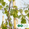Treurberk | Betula pen. 'Tristis' 10-14 cm 180-200 cm| Bomenbezorgd.nl