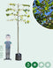Leilinde Tillia Europaea Pallida - 240 cm Stamhoogte